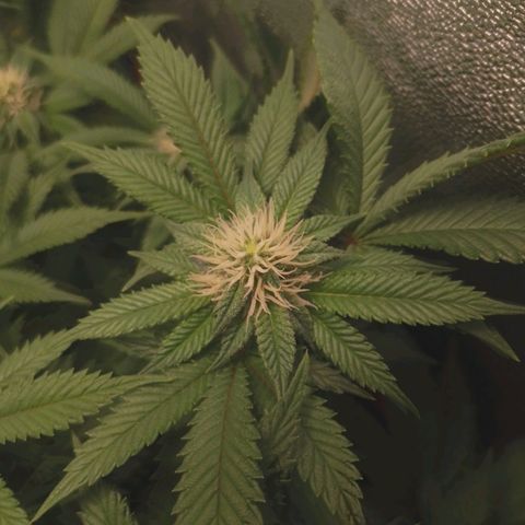 4to ciclo / desflash - apple cookies growlog timeline photo