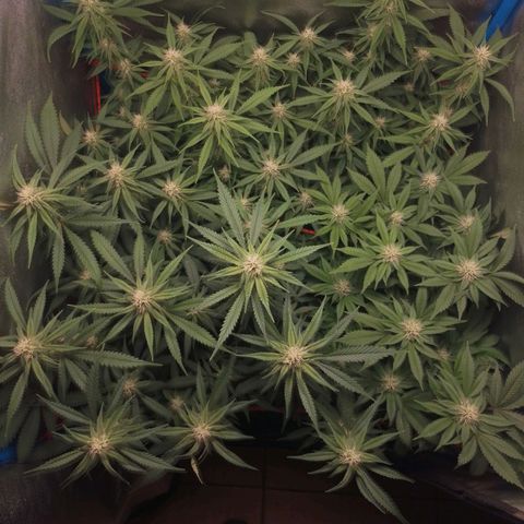 4to ciclo / desflash - apple cookies growlog timeline photo