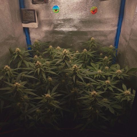 4to ciclo / desflash - apple cookies growlog timeline photo