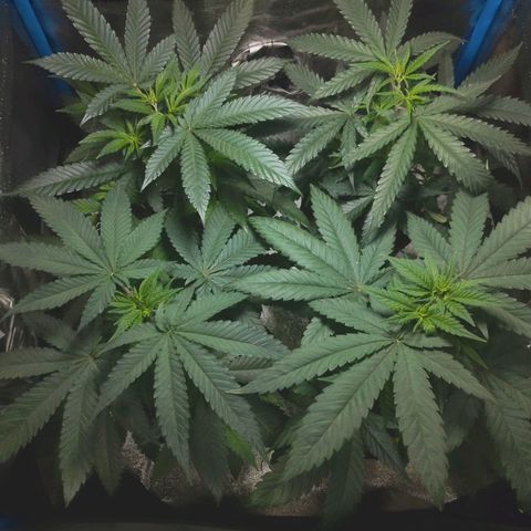 Glueberry OG & Banana Blaze #1 growlog timeline photo