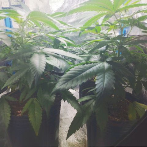 Glueberry OG & Banana Blaze #1 growlog timeline photo