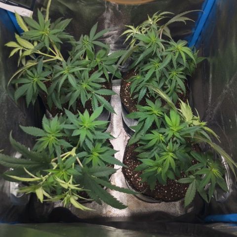 Glueberry OG & Banana Blaze #1 growlog timeline photo