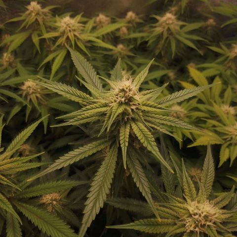 4to ciclo / desflash - apple cookies growlog timeline photo