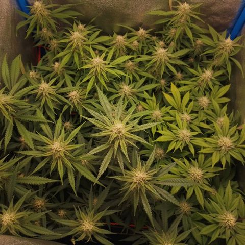 4to ciclo / desflash - apple cookies growlog timeline photo