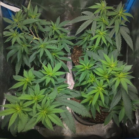 Glueberry OG & Banana Blaze #1 growlog timeline photo