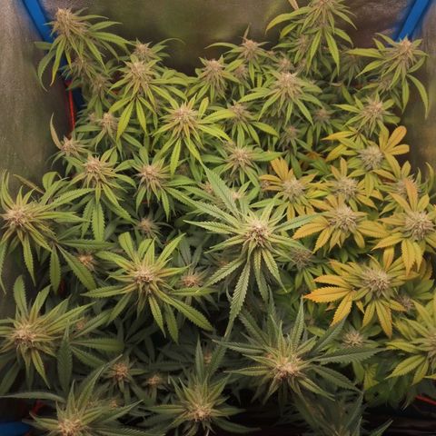 4to ciclo / desflash - apple cookies growlog timeline photo