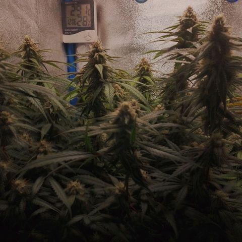 4to ciclo / desflash - apple cookies growlog timeline photo