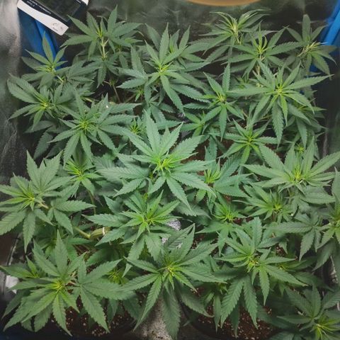 Glueberry OG & Banana Blaze #1 growlog timeline photo