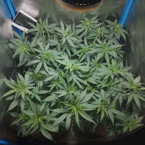 Glueberry OG & Banana Blaze #1 growlog timeline photo