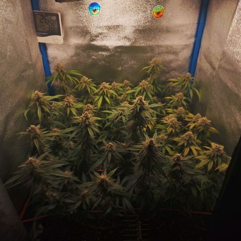 4to ciclo / desflash - apple cookies growlog timeline photo