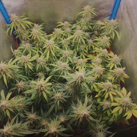 4to ciclo / desflash - apple cookies growlog timeline photo