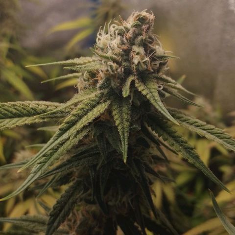 4to ciclo / desflash - apple cookies growlog timeline photo