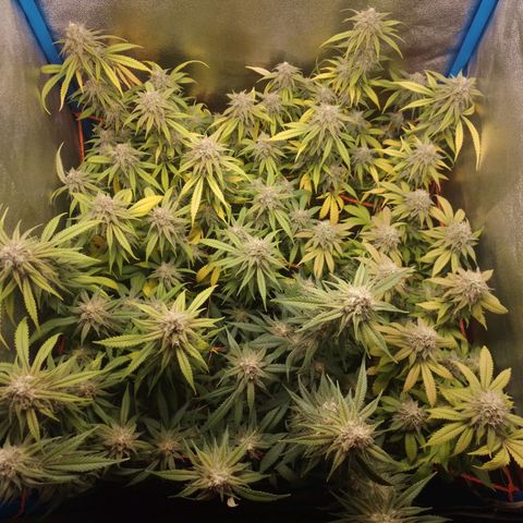 4to ciclo / desflash - apple cookies growlog timeline photo