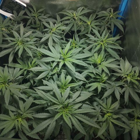 Glueberry OG & Banana Blaze #1 growlog timeline photo