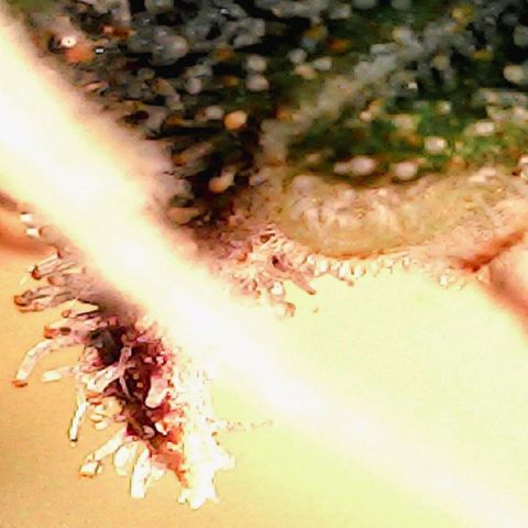 4to ciclo / desflash - apple cookies growlog timeline photo