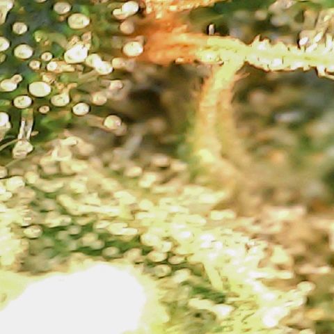 4to ciclo / desflash - apple cookies growlog timeline photo