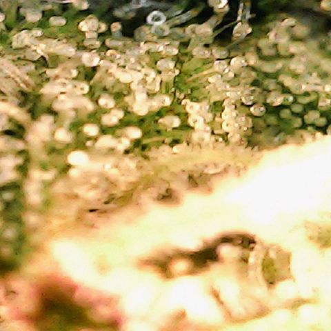 4to ciclo / desflash - apple cookies growlog timeline photo