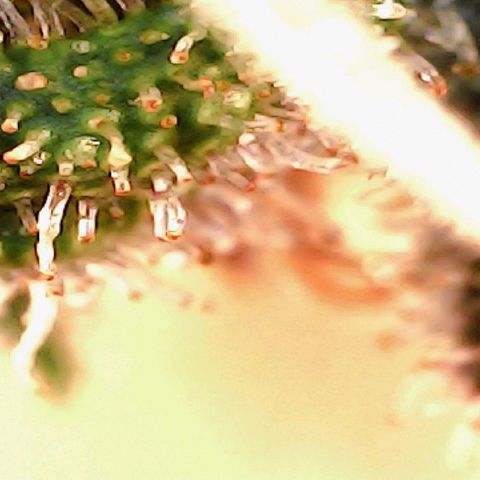 4to ciclo / desflash - apple cookies growlog timeline photo