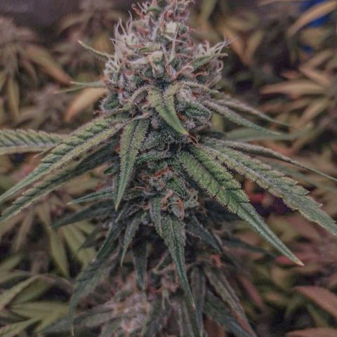 4to ciclo / desflash - apple cookies growlog timeline photo