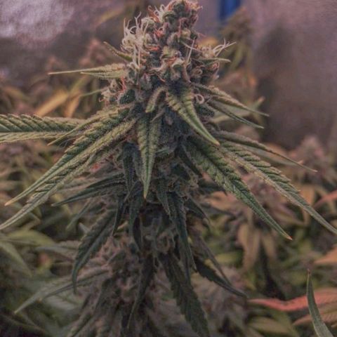 4to ciclo / desflash - apple cookies growlog timeline photo