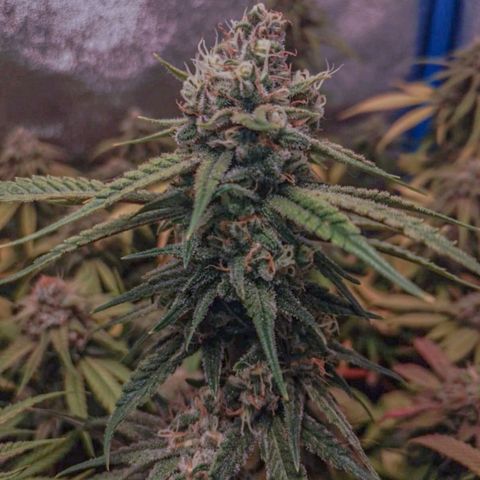 4to ciclo / desflash - apple cookies growlog timeline photo