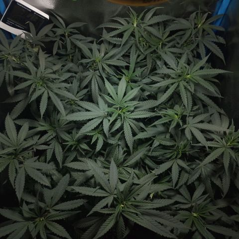 Glueberry OG & Banana Blaze #1 growlog timeline photo