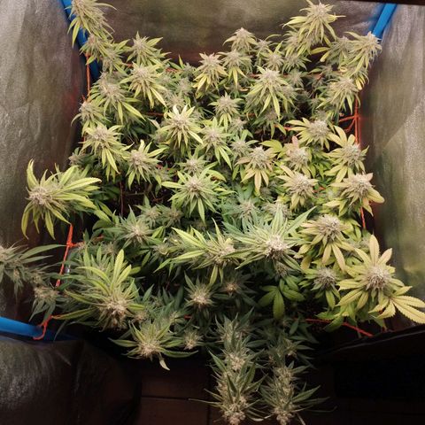 4to ciclo / desflash - apple cookies growlog timeline photo