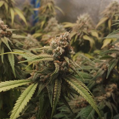 4to ciclo / desflash - apple cookies growlog timeline photo