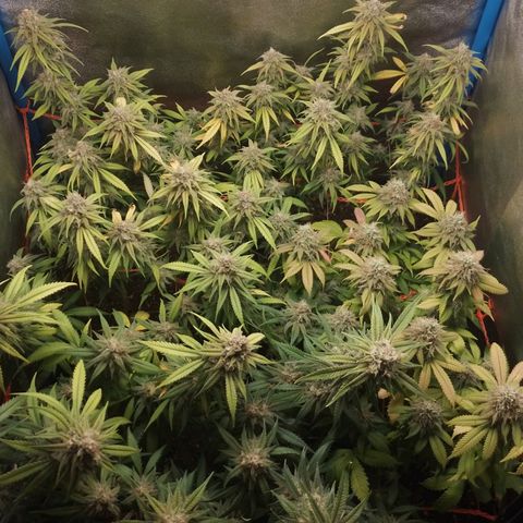 4to ciclo / desflash - apple cookies growlog timeline photo