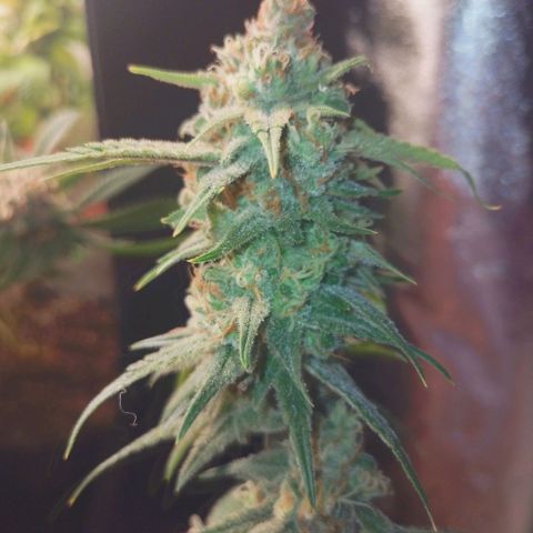 4to ciclo / desflash - apple cookies growlog timeline photo
