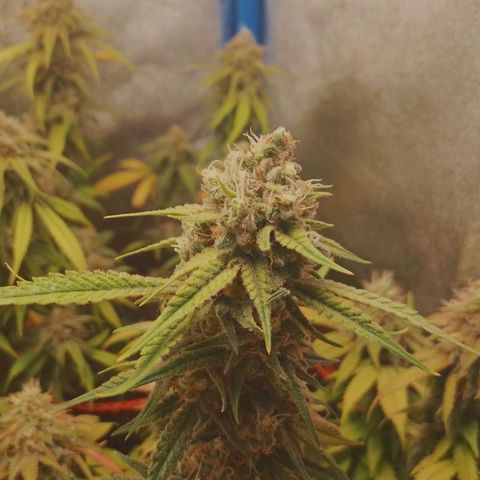 4to ciclo / desflash - apple cookies growlog timeline photo
