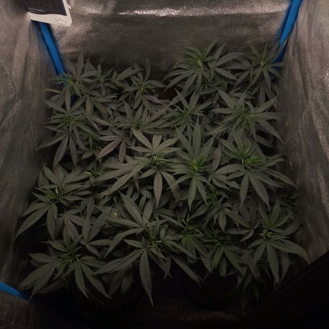 Glueberry OG & Banana Blaze #1 growlog timeline photo