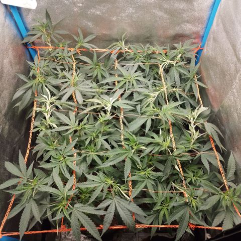 Glueberry OG & Banana Blaze #1 growlog timeline photo