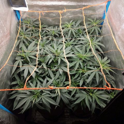 Glueberry OG & Banana Blaze #1 growlog timeline photo