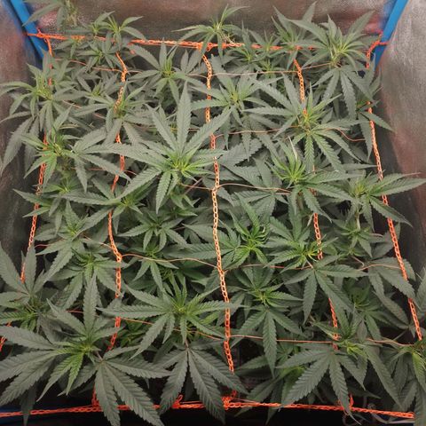 Glueberry OG & Banana Blaze #1 growlog timeline photo