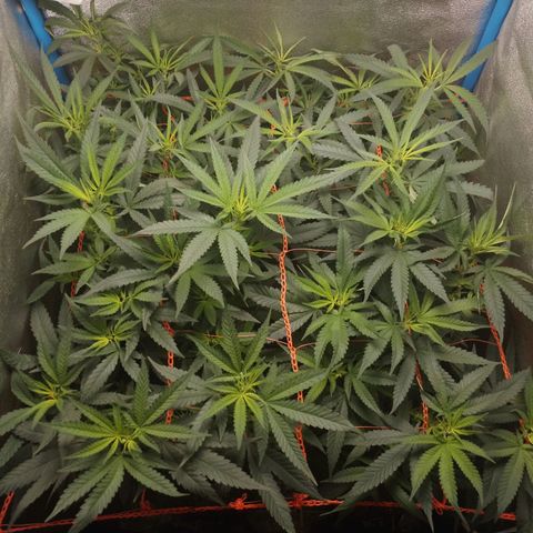 Glueberry OG & Banana Blaze #1 growlog timeline photo