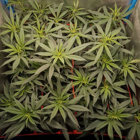 Glueberry OG & Banana Blaze #1 growlog timeline photo