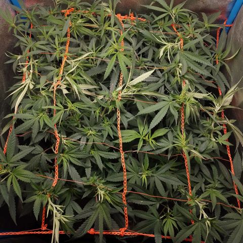 Glueberry OG & Banana Blaze #1 growlog timeline photo