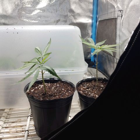 Glueberry OG y Banana Blaze #2 growlog photo: 2 glueberry OG F2 