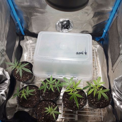Glueberry OG y Banana Blaze #2 growlog timeline photo