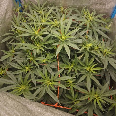 Glueberry OG & Banana Blaze #1 growlog timeline photo