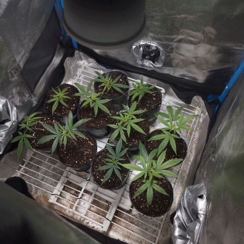 Glueberry OG y Banana Blaze #2 growlog timeline photo