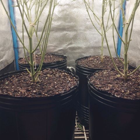 Glueberry OG & Banana Blaze #1 growlog timeline photo