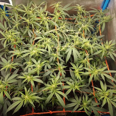 Glueberry OG & Banana Blaze #1 growlog timeline photo