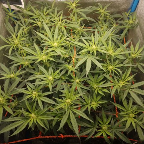 Glueberry OG & Banana Blaze #1 growlog timeline photo