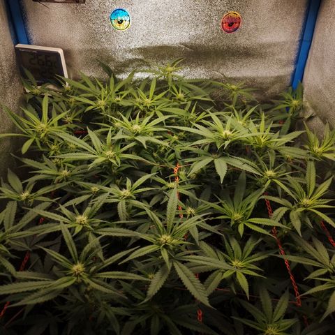 Glueberry OG & Banana Blaze #1 growlog timeline photo