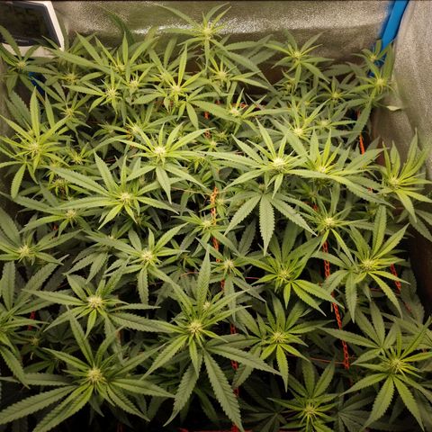 Glueberry OG & Banana Blaze #1 growlog timeline photo