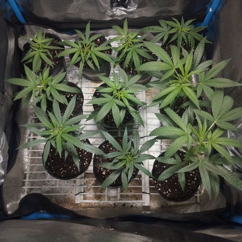 Glueberry OG y Banana Blaze #2 growlog timeline photo