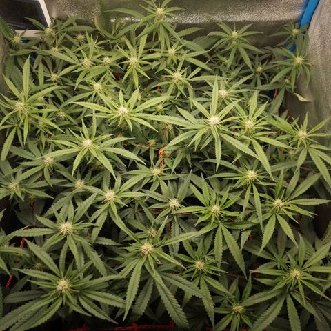 Glueberry OG & Banana Blaze #1 growlog timeline photo