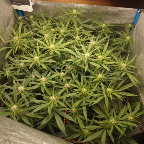 Glueberry OG & Banana Blaze #1 growlog timeline photo